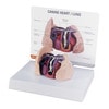 Canine Heart / Lung Anatomy Model