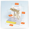 Feline Pelvis Hip Anatomy Model