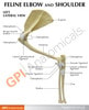 Feline Elbow and Shoulder Anatomy Model