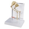 Feline Elbow and Shoulder Anatomy Model