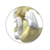 Feline Elbow and Shoulder Anatomy Model