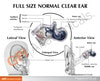 Clear Ear Anatomy Model