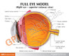 Full Eye Anatomy Model