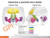 Clear Full Sinus Anatomy Model