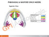 Clear Full Sinus Anatomy Model