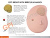 Left Breast Anatomy Model - Soft Tissue With 3 Pathologies