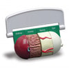 4-Piece Diabetes Anatomy Model