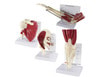 Muscled Joint Model Set