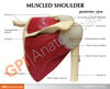Muscled Joint Shoulder - education card