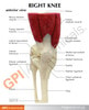 Muscled Joint Knee - education card