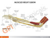 Muscled Joint Elbow and Hand - education card