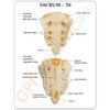 Thoracic and Lumbar Spine with Sacrum - T8-Sacrum-Anterior-Inferior-View