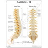 Thoracic and Lumbar Spine with Sacrum - T8-Lateral-Anterior