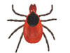 Canine Skin Parasites