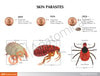 Canine Skin Parasites - back