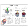 4-Piece Vein Cross Section Anatomy Model