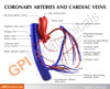 Coronary Artery and Vein Anatomy Model