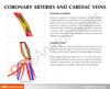 Coronary Artery and Vein Anatomy Model