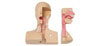 KOKEN Tracheostomy Management Simulator