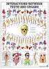 Correlation Between Teeth and Organs Laminated Anatomy Chart
