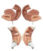 SOMSO Female Genital Organs