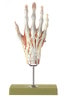 SOMSO Muscles of the Hand Premium Model