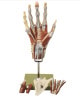 SOMSO Muscles of the Hand Premium Model