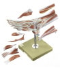 SOMSO Muscles of the Foot Premium Model