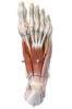 SOMSO Muscles of the Foot Premium Model