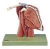 SOMSO Demonstration Model of the Shoulder Muscles