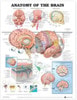 Anatomy Of The Brain Laminated Anatomical Chart