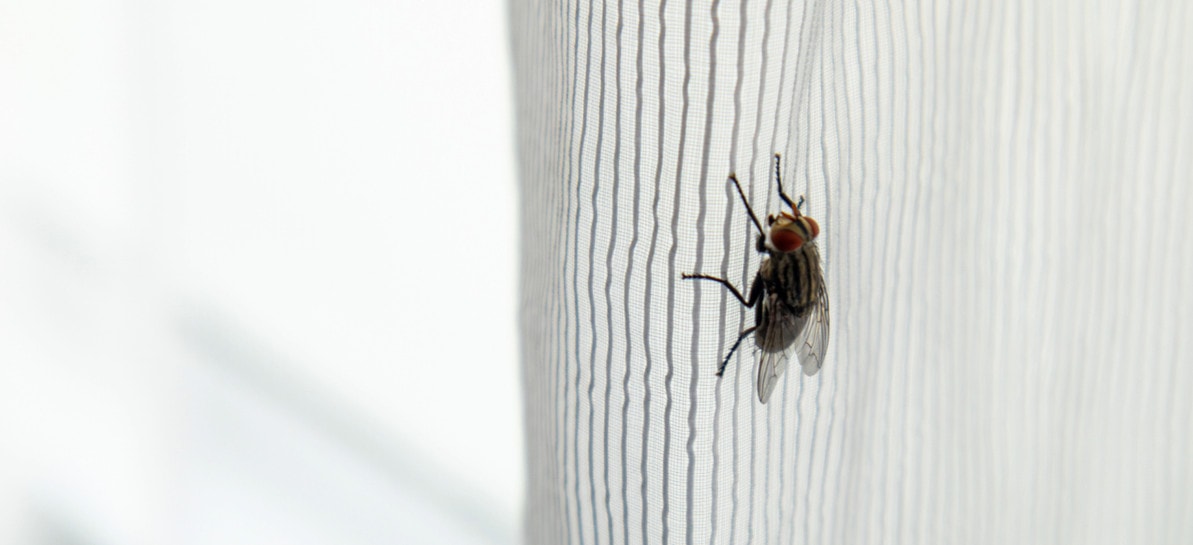 The Power of Model Organisms in Medical Education