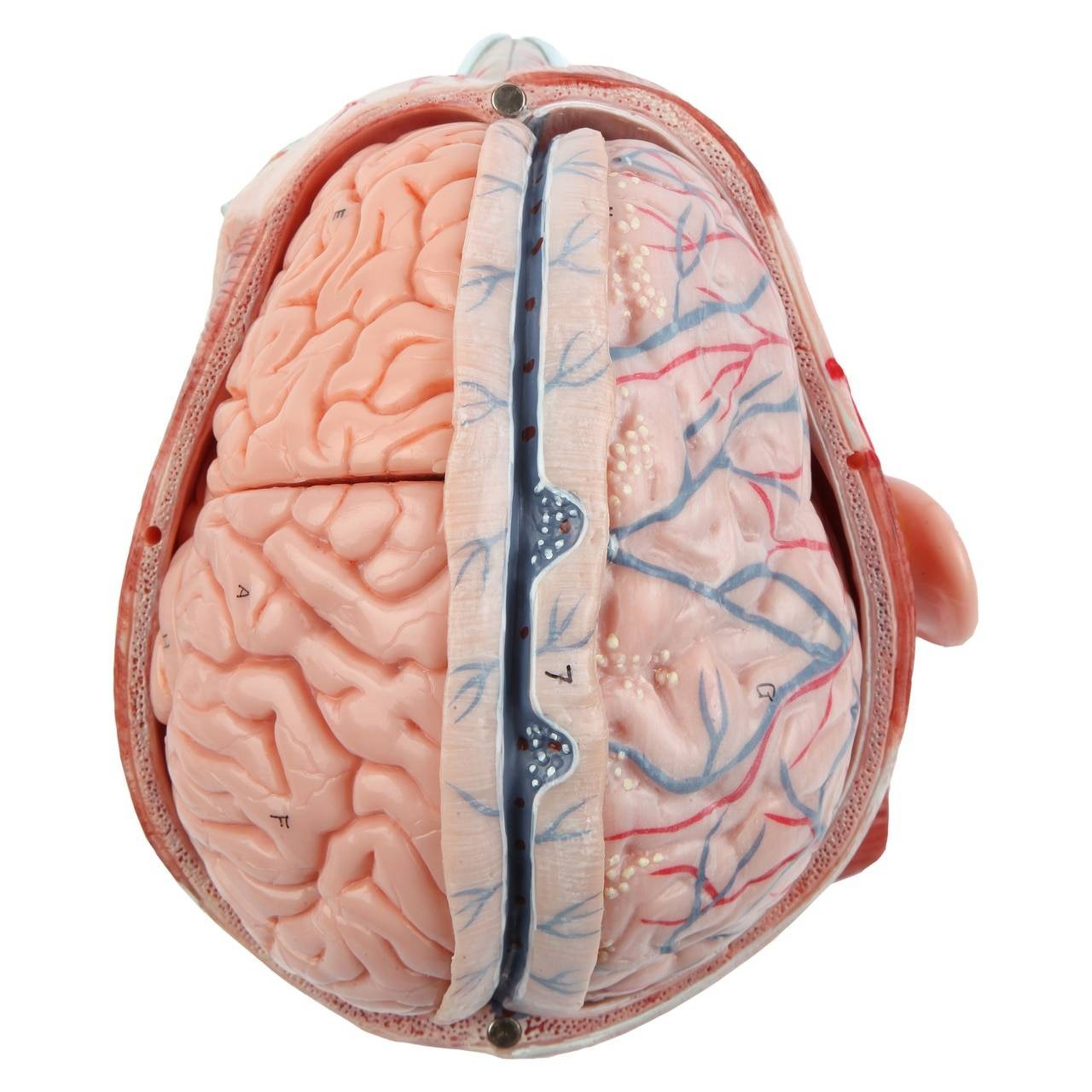 Axis Scientific Head and Neck Muscle Model | Anatomy Warehouse