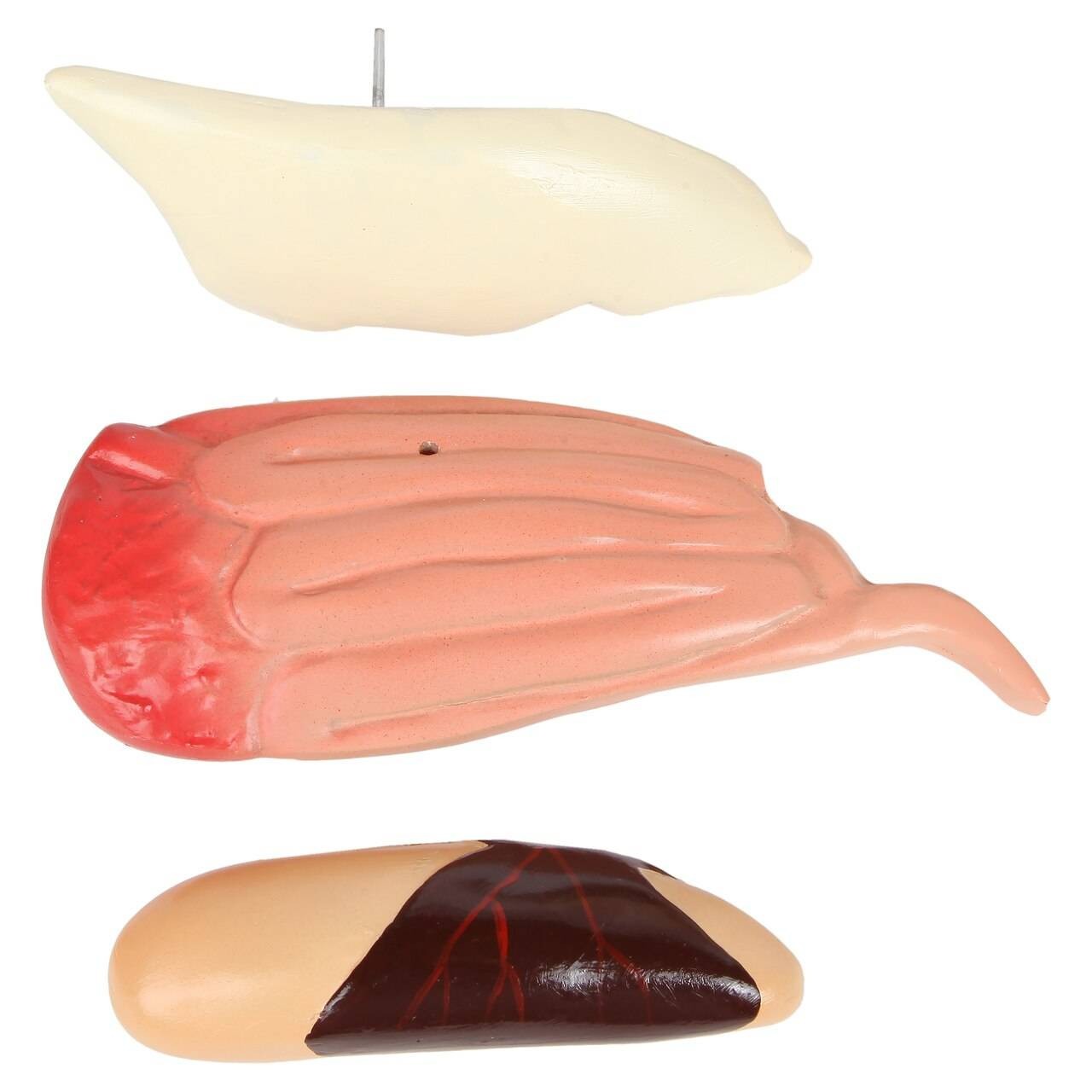 Anatomy Lab Carp Fish (Cyprinus carpio) Anatomy Model | Anatomy Warehouse