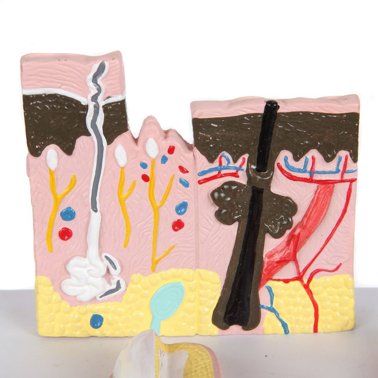 Lab Skin Structure Anatomy Lab Skin, Nail and Hair Structure Anatomy Model | Anatomy Warehouse