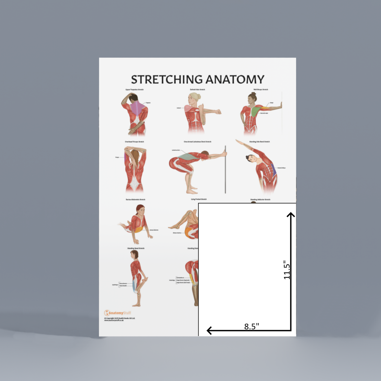 Anatomy Lab Stretching Laminated Poster | Anatomy Warehouse