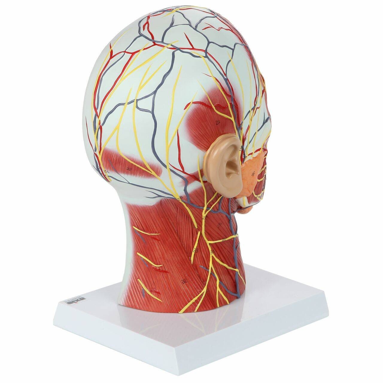 Axis Scientific Half Head with Muscles, Nerves and Vasculature ...