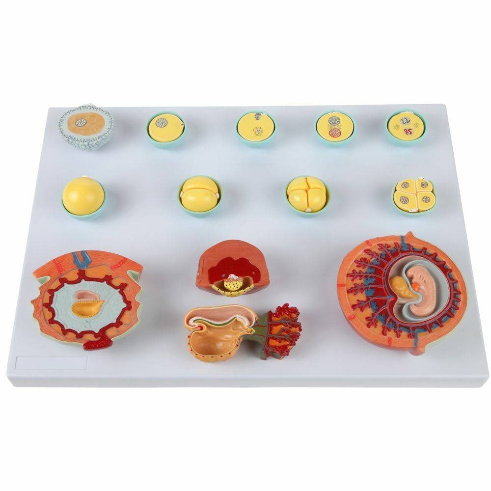 3B Scientific 5-State Human Birth Process Anatomy Model | Anatomy Warehouse