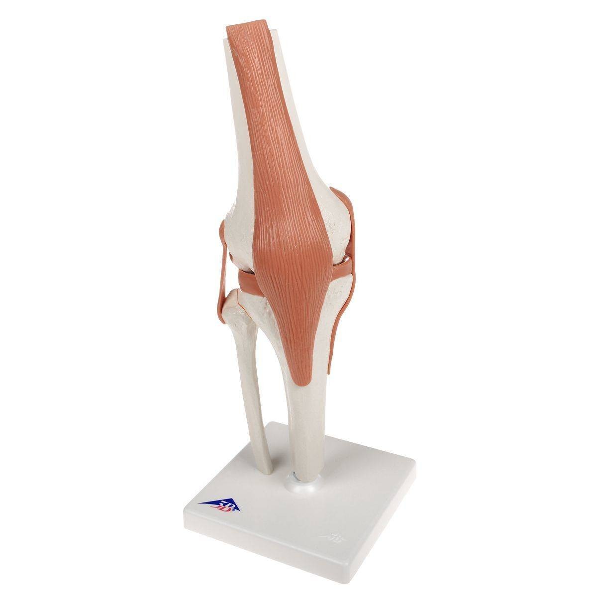 3B Scientific Functional Knee Joint Anatomy Model | Anatomy Warehouse