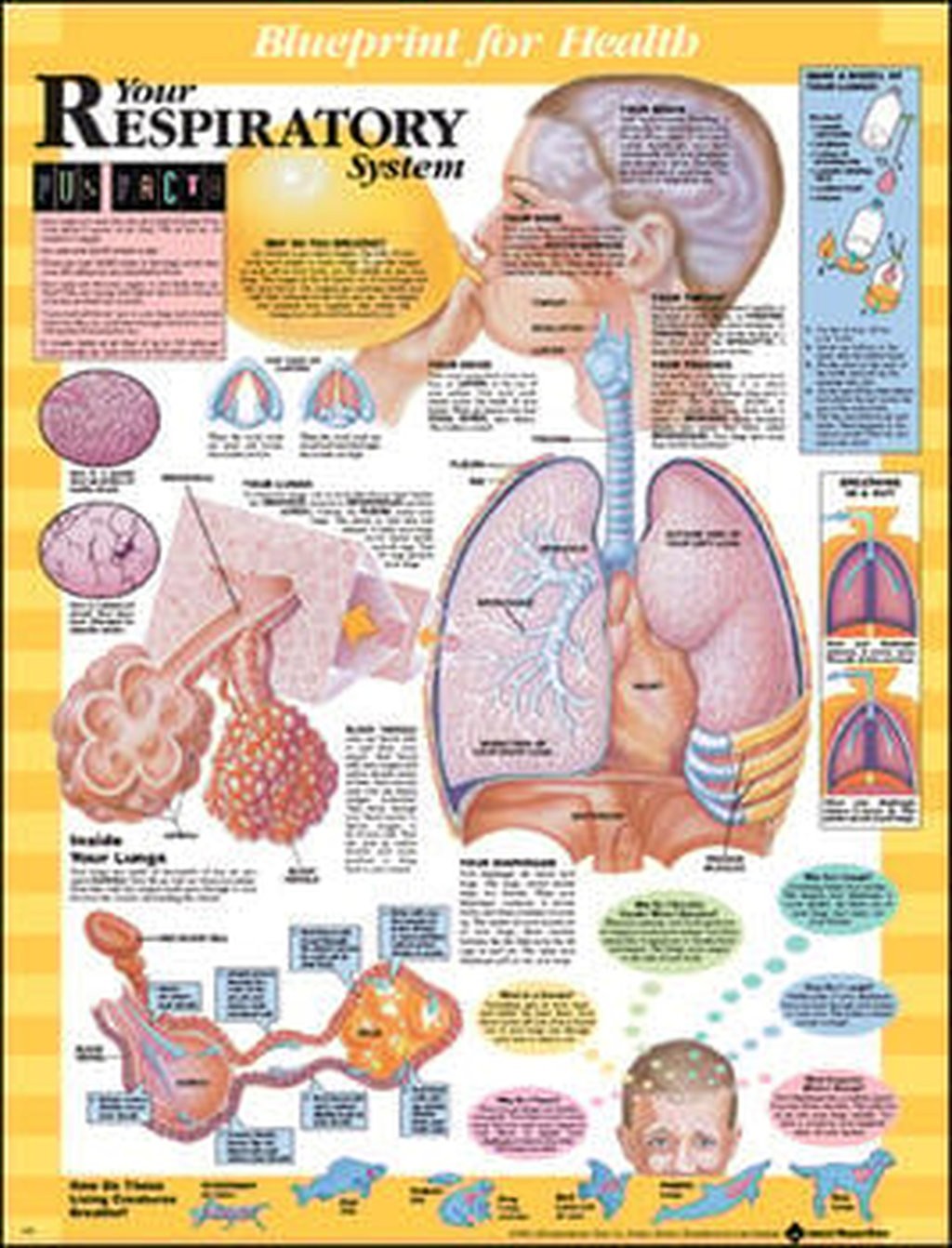 Anatomical Chart Company The Respiratory System Laminated Anatomical