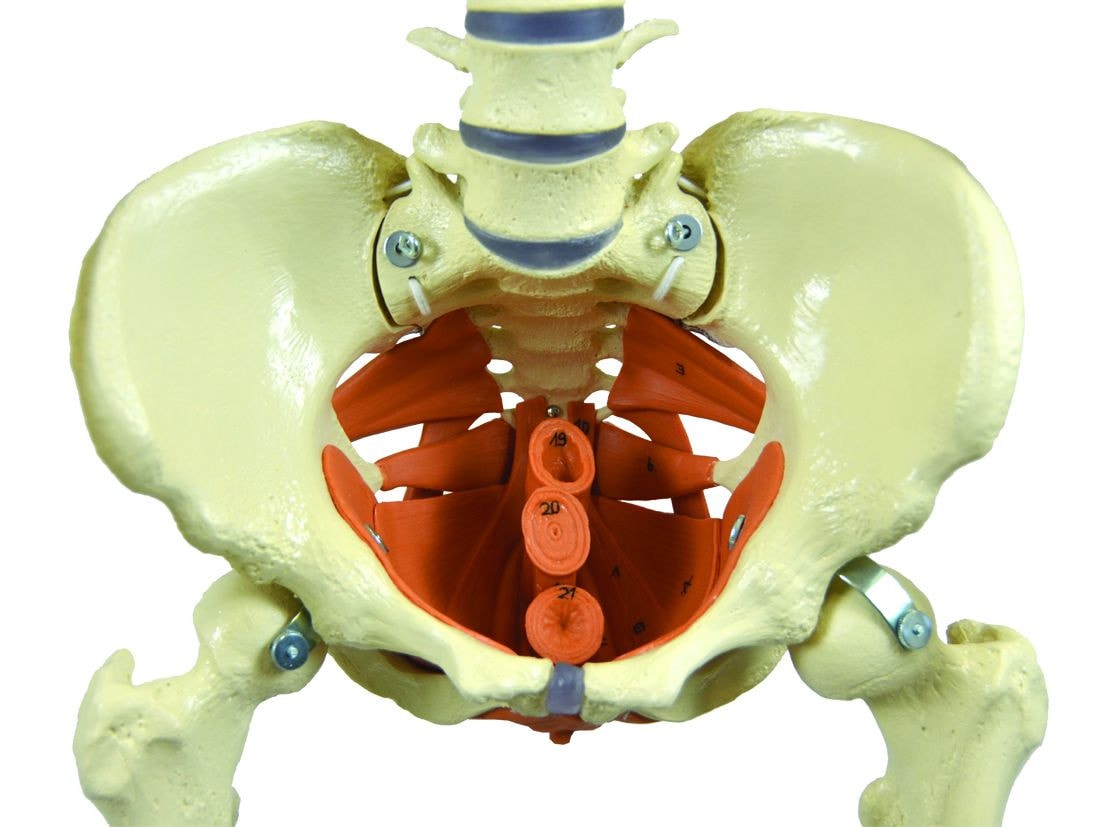Rudiger Anatomie Premium Female Skeleton with Pelvic Floor Muscles