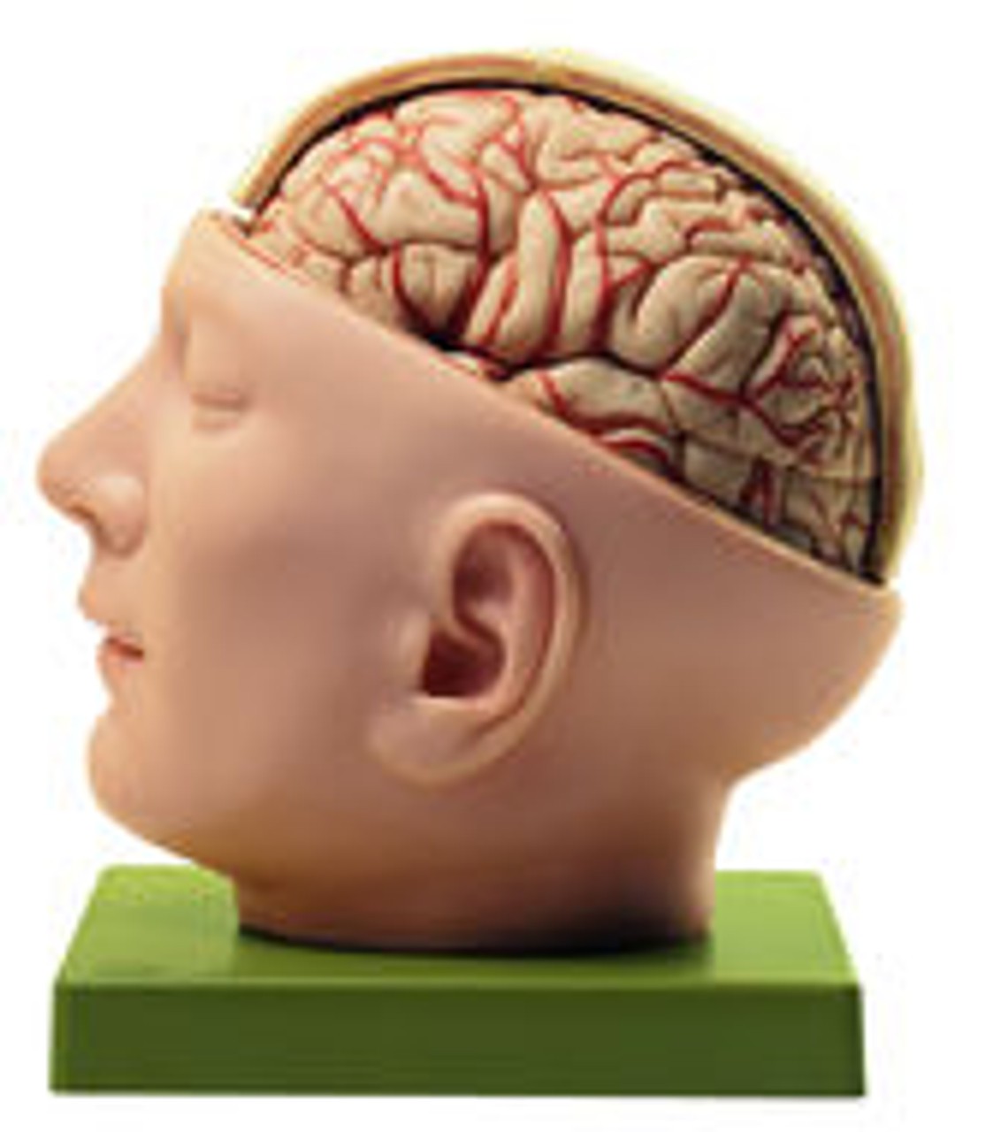 頭部模型 somso社製 Base of the Head SOMSO Base of the Head in 10 Parts | Anatomy Warehouse