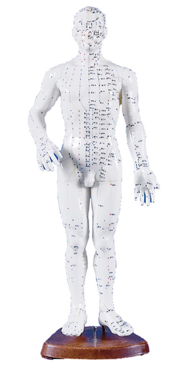 50cm Acupuncture Model Pair - Anatomical Medical Anatomy