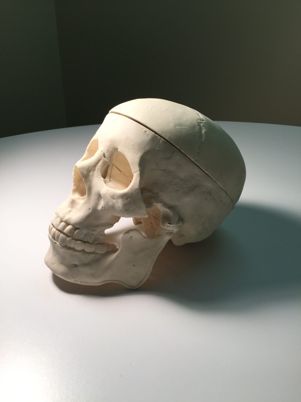 True Phantom Adult Male Skull Phantom | Anatomy Warehouse