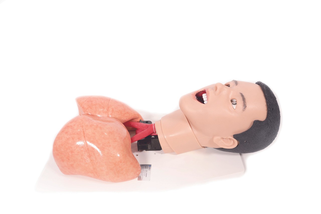 Anatomy Lab COVID-19 Task Trainer | Anatomy Warehouse