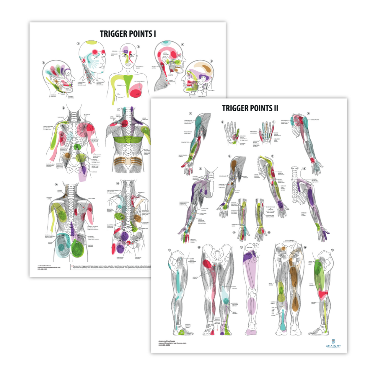 Anatomy Lab Trigger Points I & II Laminated Poster Set | Anatomy Warehouse