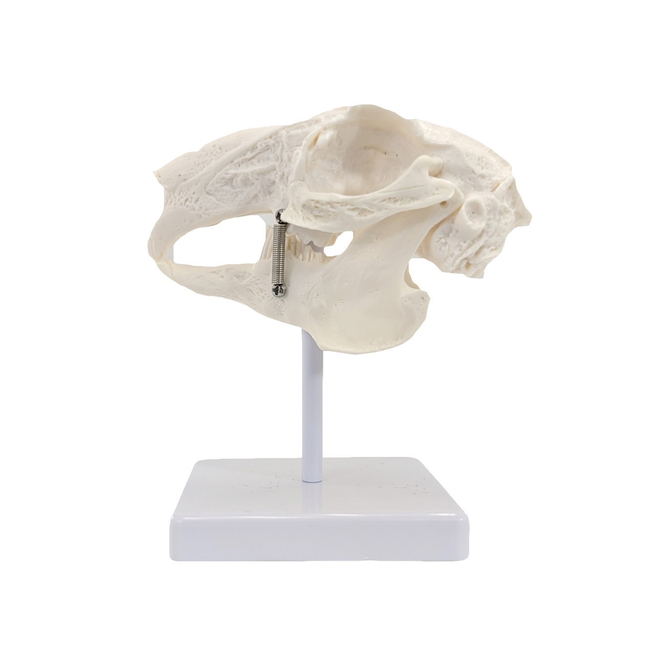 Skull Of A Rabbit Axis Scientific Rabbit Skull Anatomy Model, Natural Size, 2-Parts ...