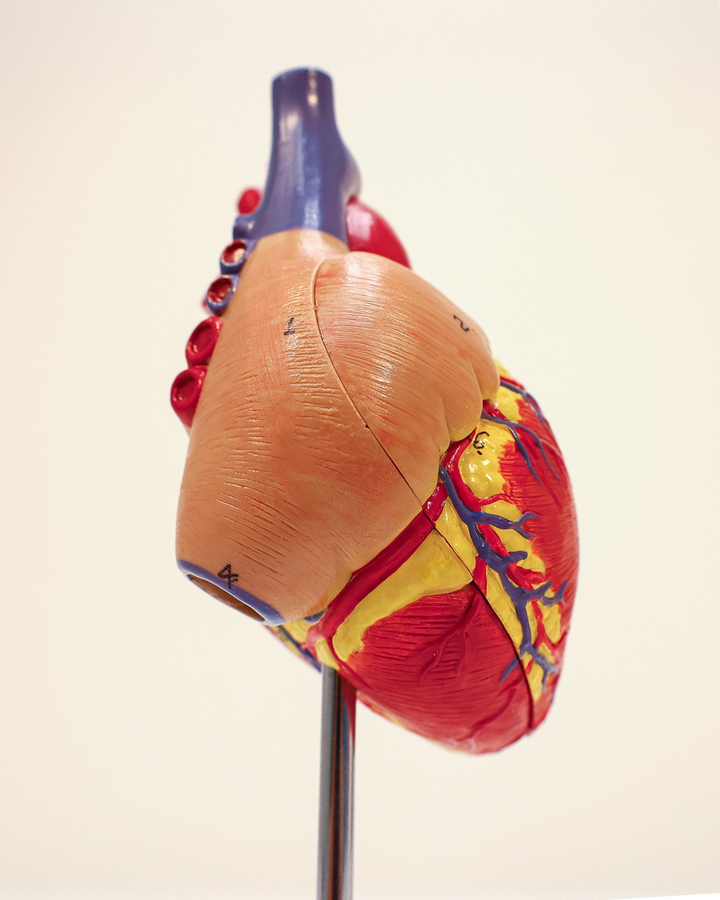 Axis Scientific 2-Part Deluxe Life-Size Human Heart Anatomy Model Axis Scientific 2-Part Deluxe Life-Size Human Heart Anatomy Model