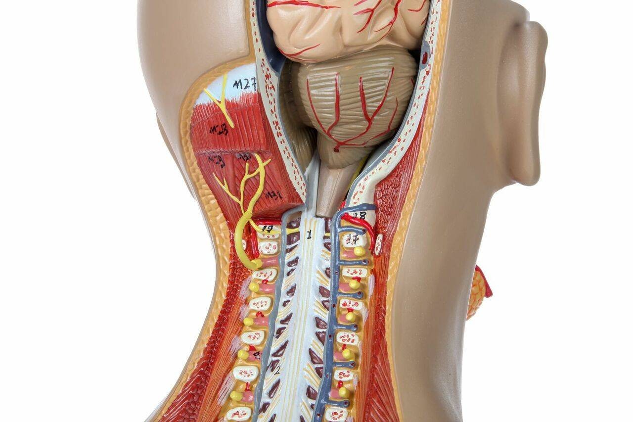 Axis Scientific 27-Part Dual-Sex Life-Size Torso with Open