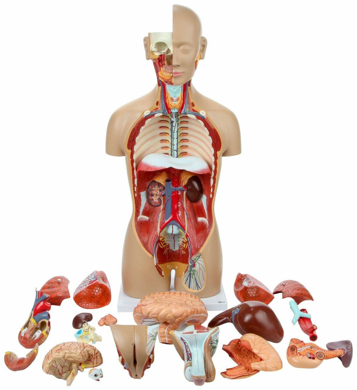Axis Scientific 27-Part Dual-Sex Life-Size Torso with Open
